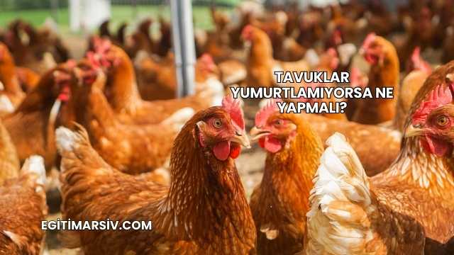 Tavuklar Yumurtlamıyorsa Ne Yapmalı?