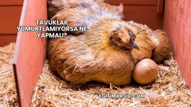 Tavuklar Yumurtlamıyorsa Ne Yapmalı?