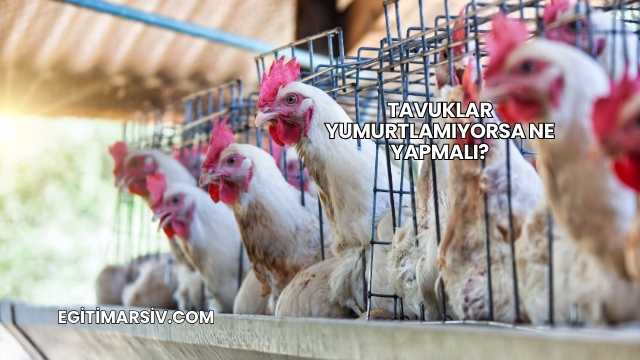 Tavuklar Yumurtlamıyorsa Ne Yapmalı?