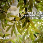 Yeşil Zeytinin Erimemesi İçin Ne Yapmalı?