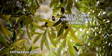 Yeşil Zeytinin Erimemesi İçin Ne Yapmalı?