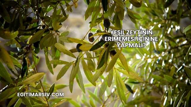 Yeşil Zeytinin Erimemesi İçin Ne Yapmalı?