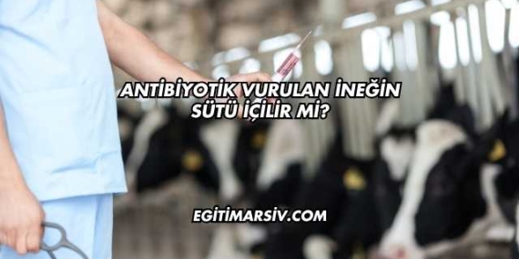 Antibiyotik Vurulan İneğin Sütü İçilir mi?