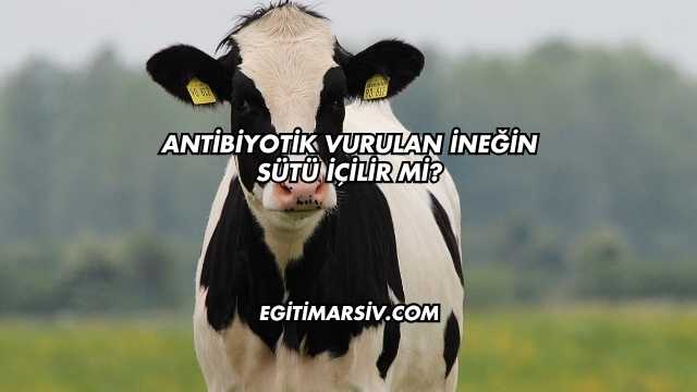 Antibiyotik Vurulan İneğin Sütü İçilir mi?