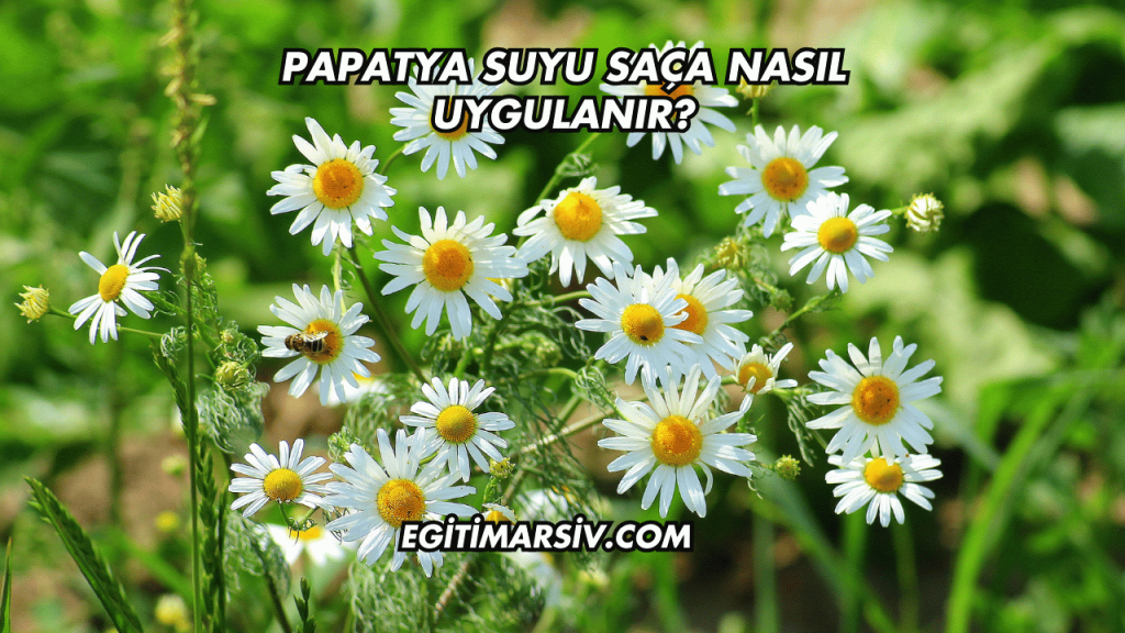 Papatya Suyu Saça Nasıl Uygulanır?