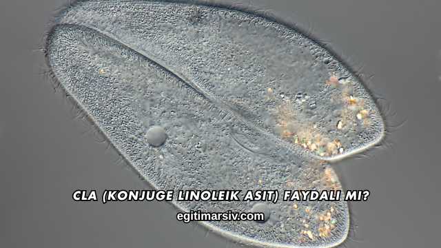 CLA (Konjuge Linoleik Asit) Faydalı mı?