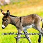 Eşek Sütü Kansere Faydalı mı?