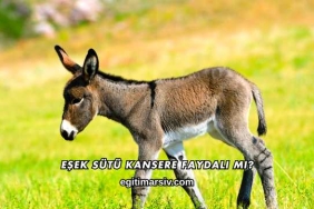 Eşek Sütü Kansere Faydalı mı?