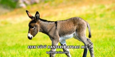 Eşek Sütü Kansere Faydalı mı?