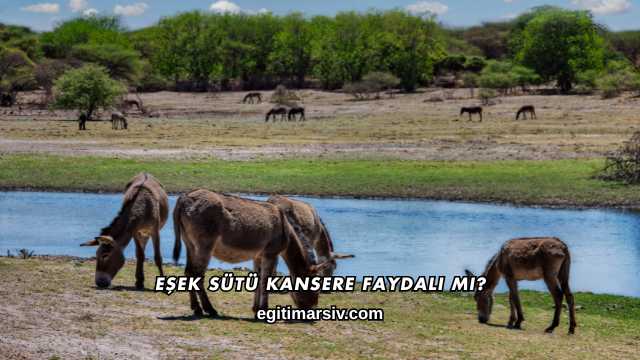 Eşek Sütü Kansere Faydalı mı?