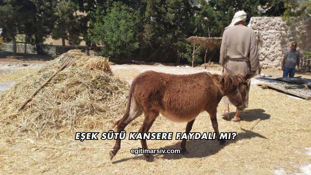Eşek Sütü Kansere Faydalı mı?