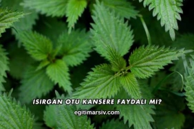 Isırgan Otu Kansere Faydalı mı?