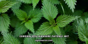 Isırgan Otu Kansere Faydalı mı?