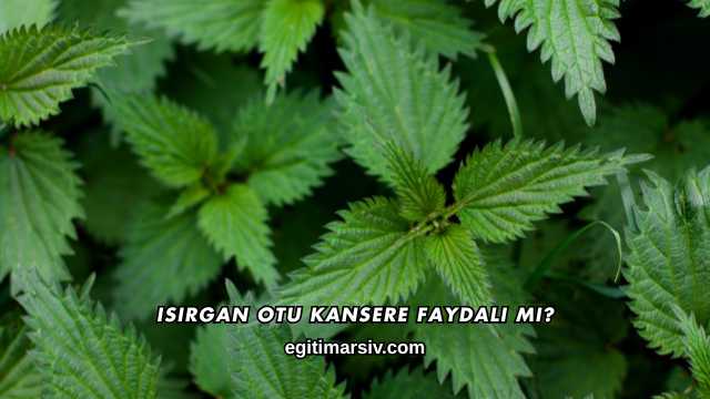 Isırgan Otu Kansere Faydalı mı?