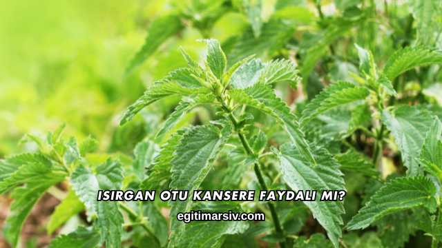 Isırgan Otu Kansere Faydalı mı?