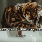 Kedinin İçtiği Sudan Abdest Alınır mı?