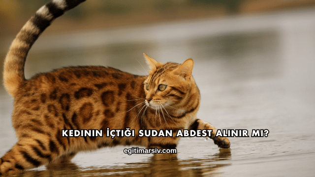 Kedinin İçtiği Sudan Abdest Alınır mı?