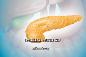 Pankreas Alınır mı?