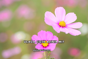 Uçağa Çiçek Alınır mı?