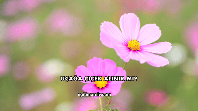 Uçağa Çiçek Alınır mı?