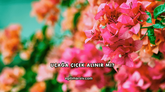 Uçağa Çiçek Alınır mı?