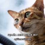 Uçağa Kedi Alınır mı?