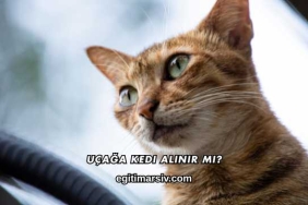 Uçağa Kedi Alınır mı?