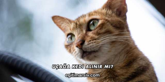 Uçağa Kedi Alınır mı?