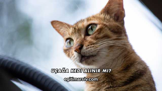 Uçağa Kedi Alınır mı?