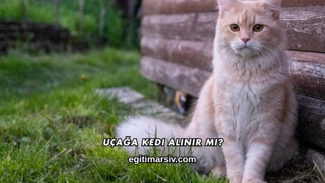 Uçağa Kedi Alınır mı?
