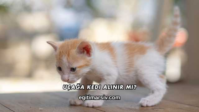 Uçağa Kedi Alınır mı?