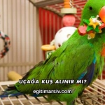 Uçağa Kuş Alınır mı?