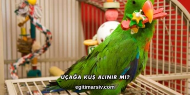 Uçağa Kuş Alınır mı?