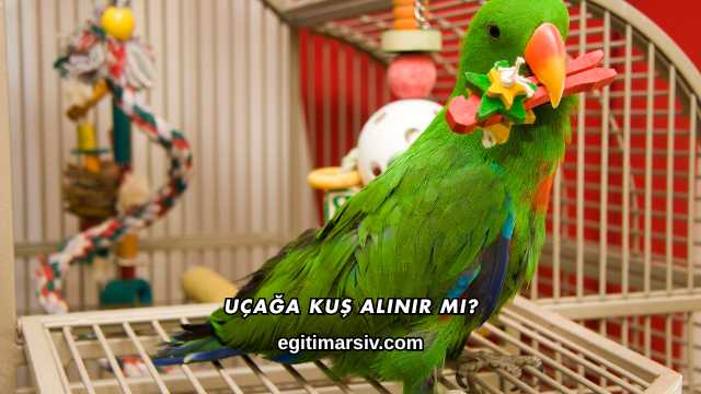 Uçağa Kuş Alınır mı?