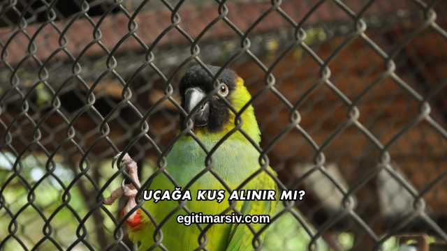 Uçağa Kuş Alınır mı?