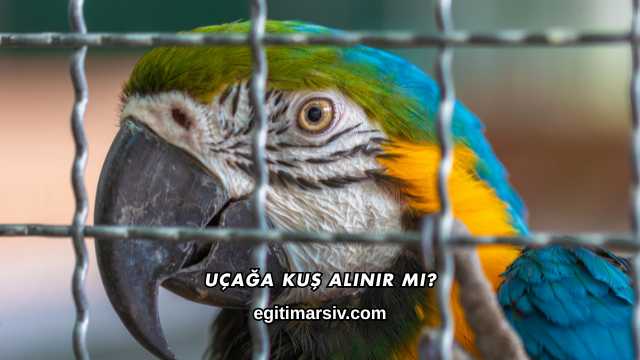 Uçağa Kuş Alınır mı?